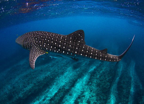 Incredible photo of a Whale Shark in the clearest water imaginable over coral reef at Ningaloo Showing off the whale sharks amazing spot patterns this is a truly beautiful photo taken in crystal blue water ningaloo reef photos stock pictures, royalty-free photos & images