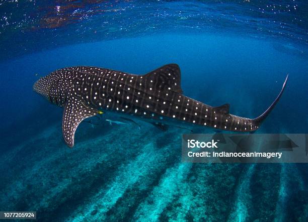 Incredible Photo Of A Whale Shark In The Clearest Water Imaginable Over Coral Reef At Ningaloo Stock Photo - Download Image Now