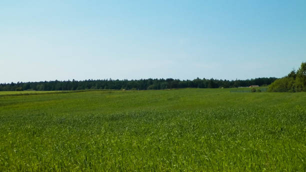 istock Green field in Kashubian village. 1077206664
