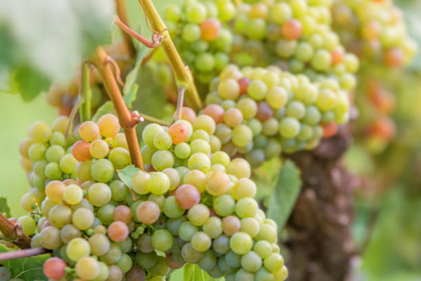 uva de la traminer crece en el viñedo (saale-unstrut) - gewurztraminer fotografías e imágenes de stock