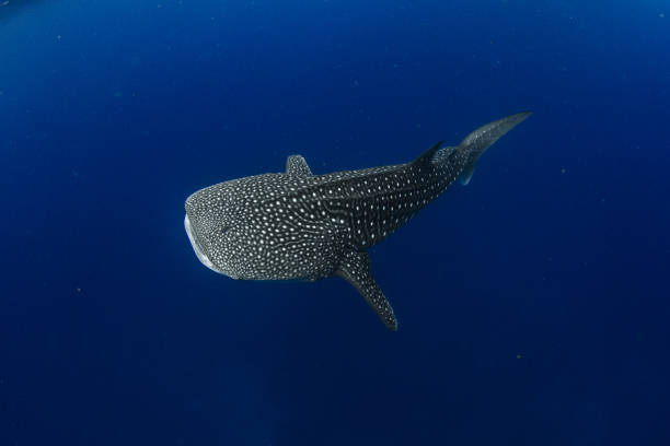 whale shark in  crystal blue water - filter feeder imagens e fotografias de stock