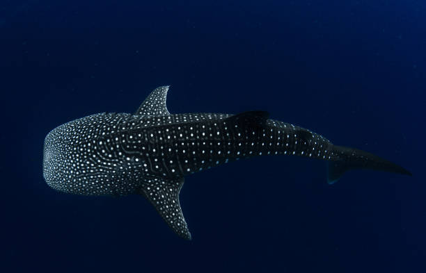 istock Whale shark in  crystal blue water 1077209090
