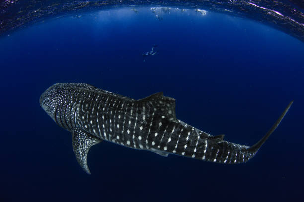 Huge whale Shark with in deep blue water with unknown snorkelers showing just how big the whale shark is Photographed at Ningaloo ningaloo reef stock pictures, royalty-free photos & images