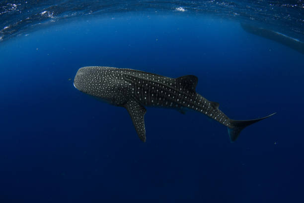 Whale shark in  crystal blue water Showing off the whale sharks amazing spot patterns this is a truly beautiful photo taken in crystal blue water ningaloo reef photos stock pictures, royalty-free photos & images