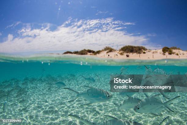 Underwater And Above Water View Perfect Empty White Sand Beach Blue Skies Crystal Clear Water Full Of Fish Equals Heaven Stock Photo - Download Image Now