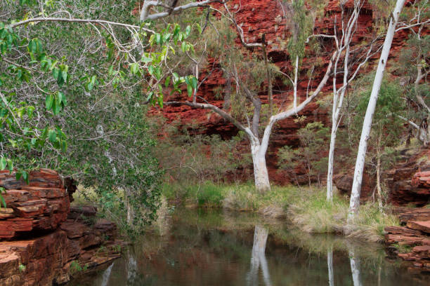 istock Paperback tree lagoon reflection , Karijini National Park, Pilbara,  Western Australia 1077210382