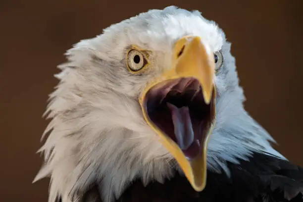 Photo of American eagle with open beak