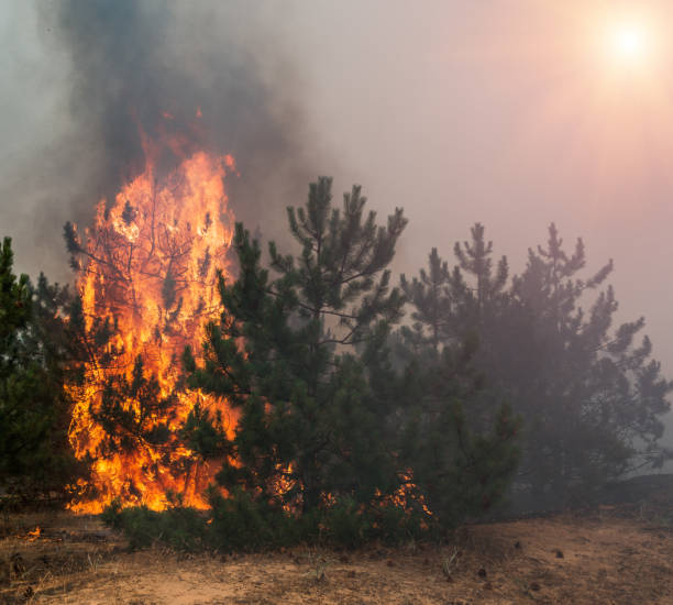 istock Forest fire. Burned trees after forest fires and lots of smoke. 1077212156