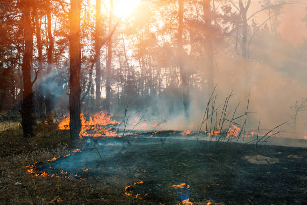 istock Forest fire. Burned trees after forest fires and lots of smoke. 1077212178