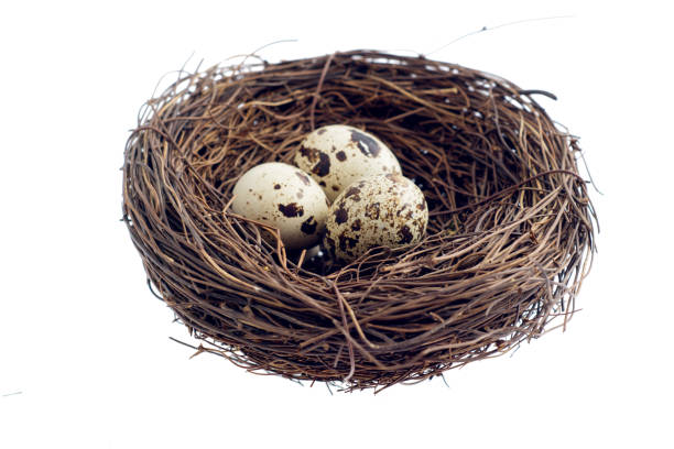 istock Quail eggs are isolated on a white background 1077212450