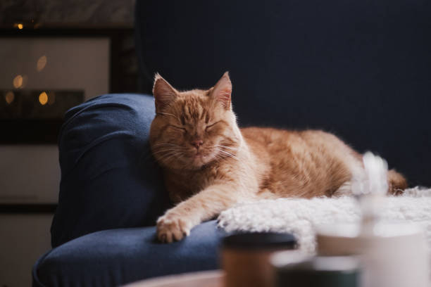 istock Cute cat relaxing in sofa with christmas tree bokeh 1077212492
