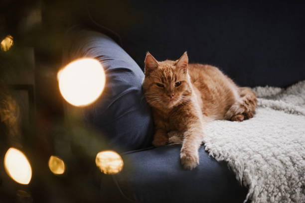 istock Cute cat relaxing in sofa with christmas tree bokeh 1077212494