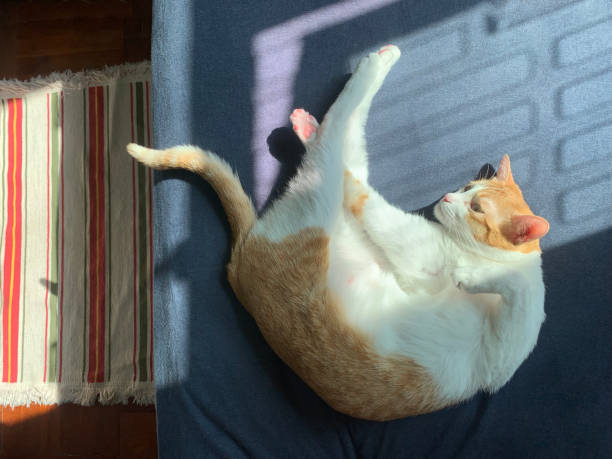 istock ginger cat lying in morning 1077216114
