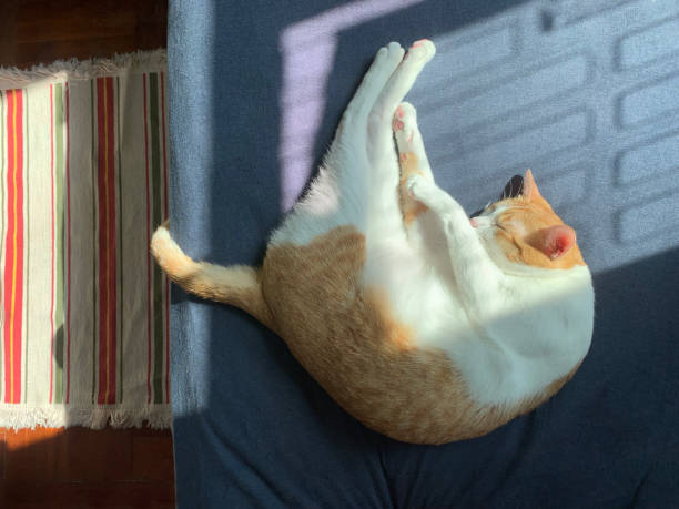 istock ginger cat lying in morning 1077216278