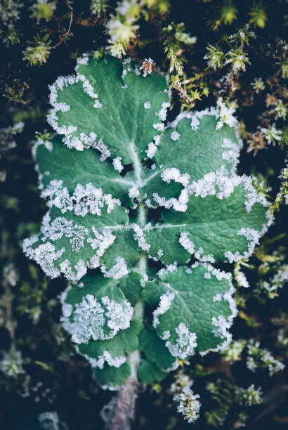 istock frozen leaves in winter time - winter mood 1077220502
