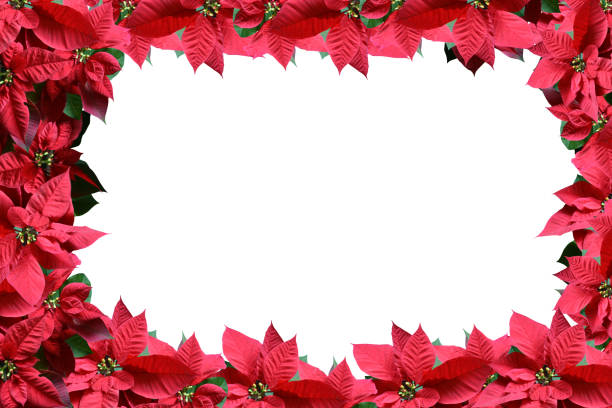 istock Poinsettia border with white copyspace 1077221416