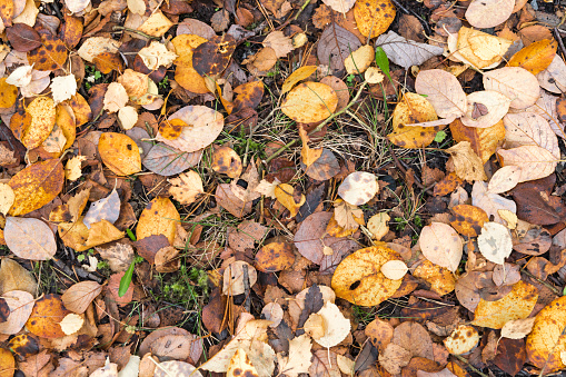 A close-up view from above of dead leaves from various species of trees covering the ground in a scottish forest in Autumn. 18 October 2018.