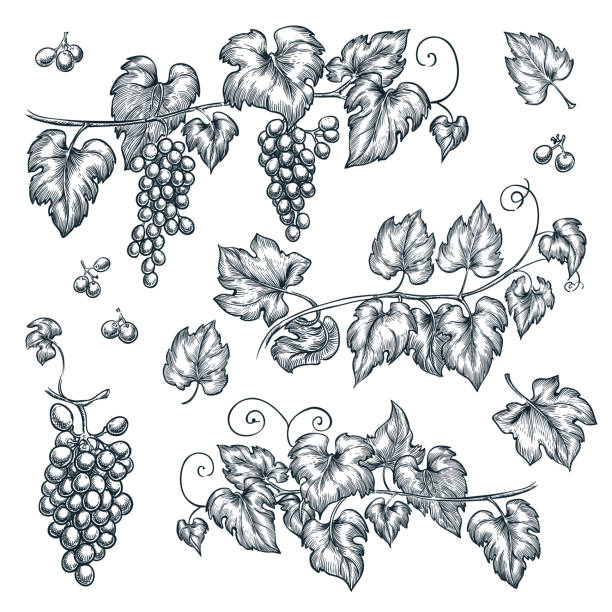 ilustraciones, imágenes clip art, dibujos animados e iconos de stock de ilustración de vector de dibujo de vid de uva. elementos de diseño aislado dibujados a mano - vineyard ripe crop vine