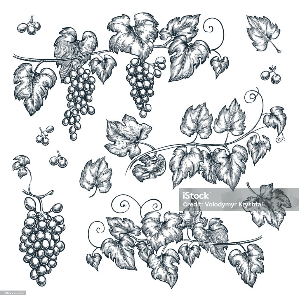 Illustration vectorielle de vigne esquisse. Éléments isolés dessinés à la main - clipart vectoriel de Raisin libre de droits