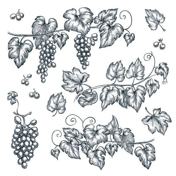 ilustrações de stock, clip art, desenhos animados e ícones de grape vine sketch vector illustration. hand drawn isolated design elements - uvas