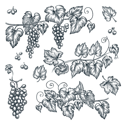 Grape vine sketch vector illustration. Hand drawn isolated design elements