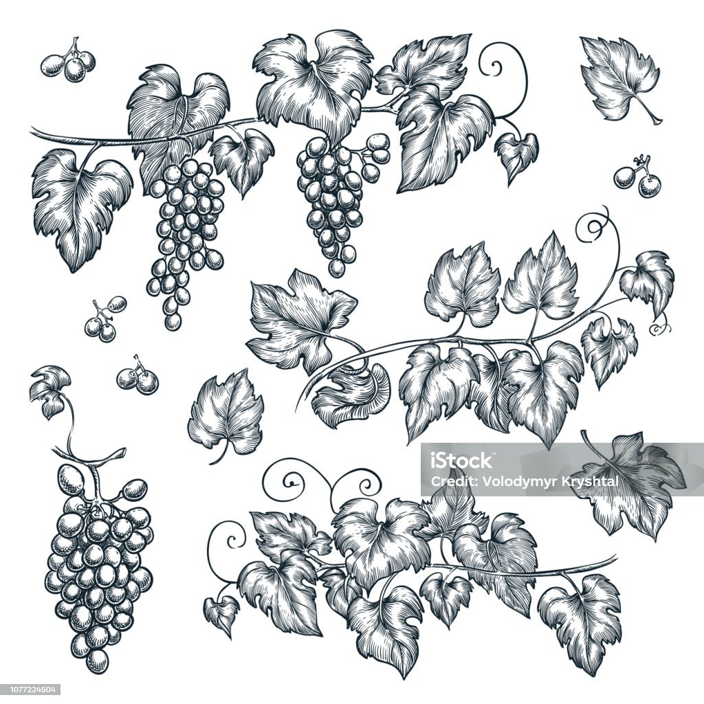 Grape vine sketch vector illustration. Hand drawn isolated design elements Grape vine sketch vector illustration. Hand drawn isolated design elements. Grape stock vector