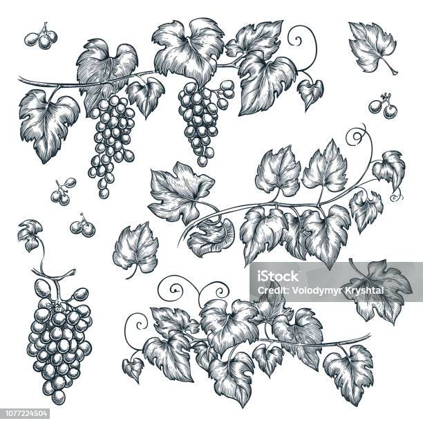 Grape Vine Sketch Vector Illustration Hand Drawn Isolated Design Elements Stock Illustration - Download Image Now