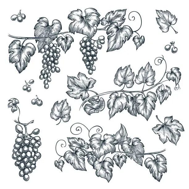 Vector illustration of Grape vine sketch vector illustration. Hand drawn isolated design elements