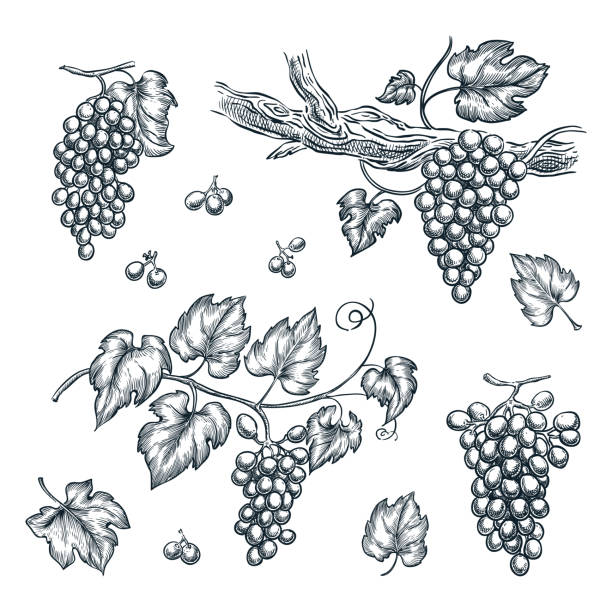 ilustraciones, imágenes clip art, dibujos animados e iconos de stock de uva en ilustración de esbozo de vid vector. elementos de diseño aislado dibujados a mano - vineyard ripe crop vine