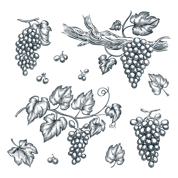 illustrazioni stock, clip art, cartoni animati e icone di tendenza di illustrazione di schizzo vettoriale uva su vite. elementi di design isolati disegnati a mano - vineyard ripe crop vine