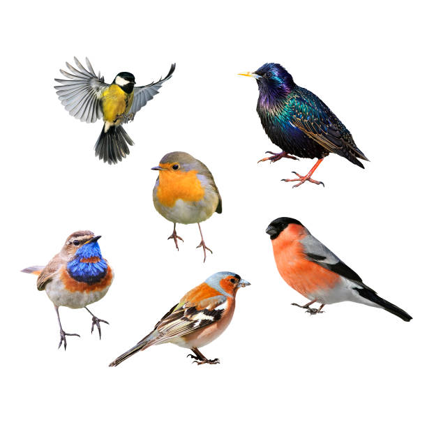 set of many birds of European part on white isolated background set of many birds of European part on white isolated background finch photos stock pictures, royalty-free photos & images