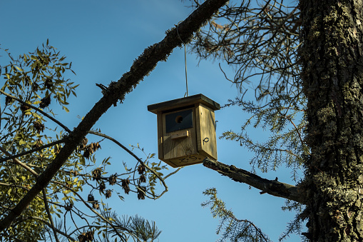 Beautiful wooden house for wild birds, in a protected forest on the top of a tree.