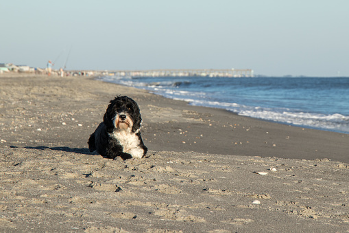 Black and white Portuguese Water Dog lying in the sand at Holden Beach, North Carolina