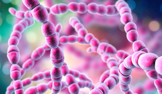 Bacteria Streptococcus thermophilus, 3D illustration. Probiotic Gram-positive spherical bacteria used in cheese and yogurt production