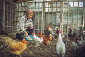 Senior woman feeding chicken on a farm