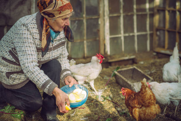 istock Senior woman feeding chicken on a farm 1077230436