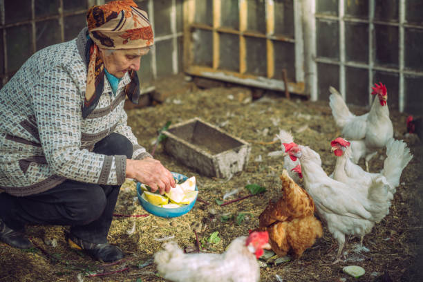istock Senior woman feeding chicken on a farm 1077230498