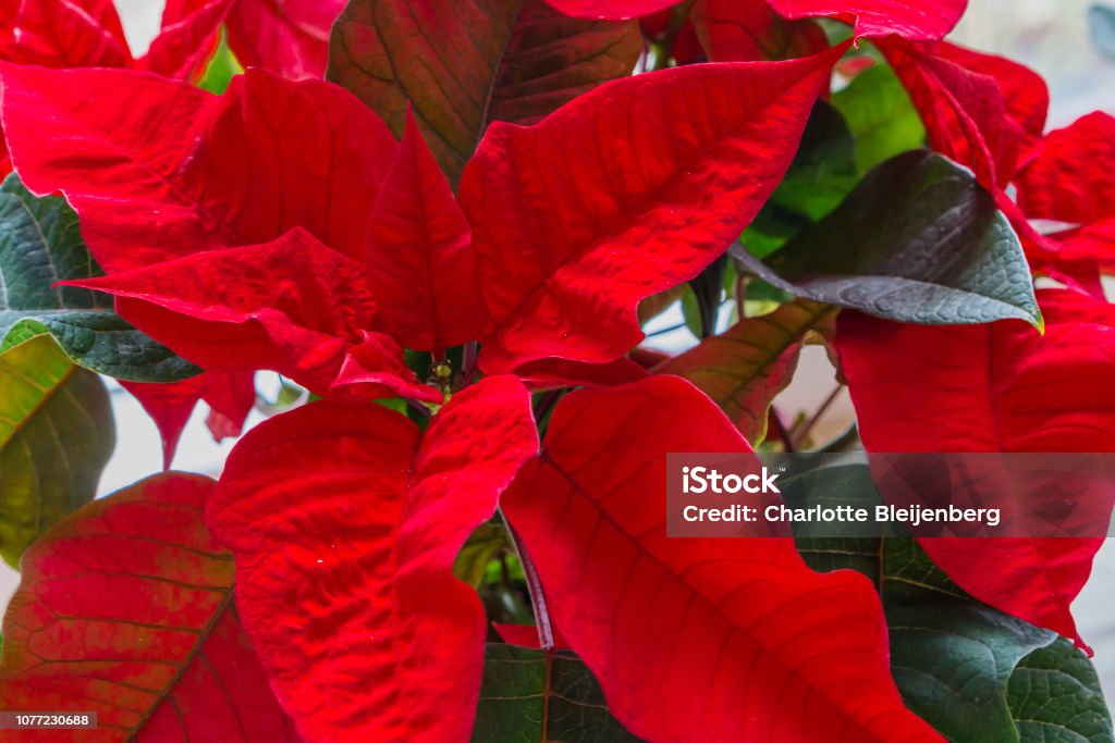 Flor Estrella Roja De Navidad En Primer Plano Macro Una Planta De Navidad  Decorativos Y Tradicionales Foto de stock y más banco de imágenes de  Botánica - iStock