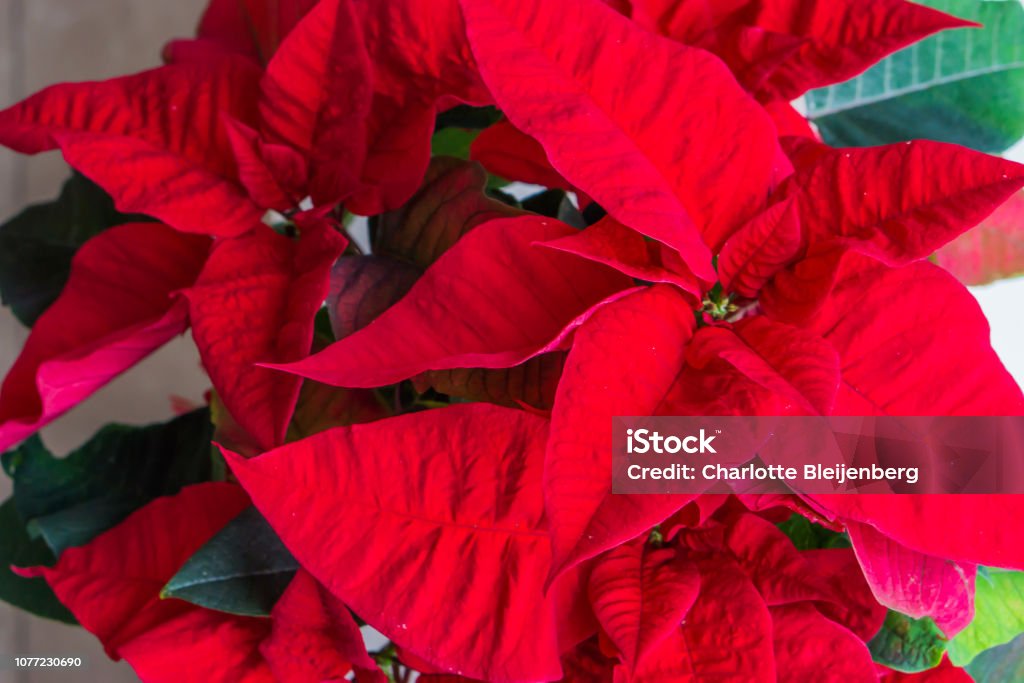 Flor De Pascua Mejor Conocida Como La Flor Estrella Roja De Navidad Una  Planta Decorativa Tradicional Para La Celebración De Navidad De Tiempo Foto  de stock y más banco de imágenes de