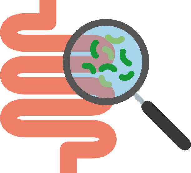 ilustrações de stock, clip art, desenhos animados e ícones de human digestive system and magnify glass to show probiotics - microscope science healthcare and medicine isolated