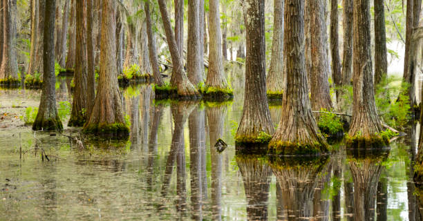 istock Smooth Water Reflects Cypress Trees in Swamp Marsh Lake 1077241944