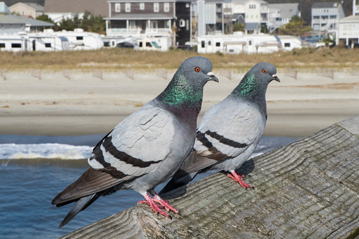 Two pigeons sitting on a wooden rail at the beach