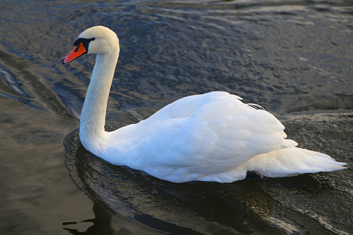 Large flock of mute swans (Cygnus olor) swimming in a pond.