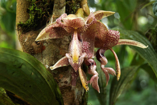 istock orchis on the trunk of a tree 1077245604