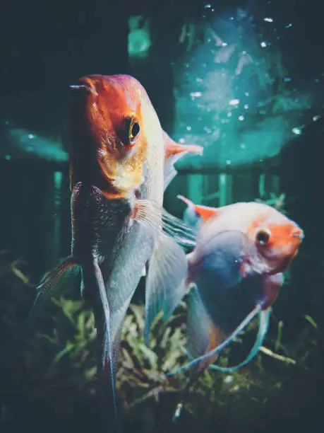 Underwater selective focus of white and orange color fish, freshwater fish native to South America, tropical fish Pterophyllum Scalare, also called Angelfish, golden type. These are fish that can be found in pet stores in different size.