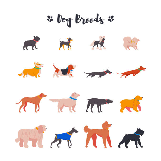 Icons of dogs: french bulldog, toy terrier, spitz, corgi, basset hound, dachshund, rhodesian ridgeback, weimaraner, retriever, spaniel, komondor, doberman, poodle, mittelschnauzer. Vector illustration. Icons of dogs: french bulldog, toy terrier, spitz, corgi, basset hound, dachshund, rhodesian ridgeback, weimaraner, retriever, spaniel, komondor, doberman, poodle, mittelschnauzer. cocker spaniel poodle mix stock illustrations