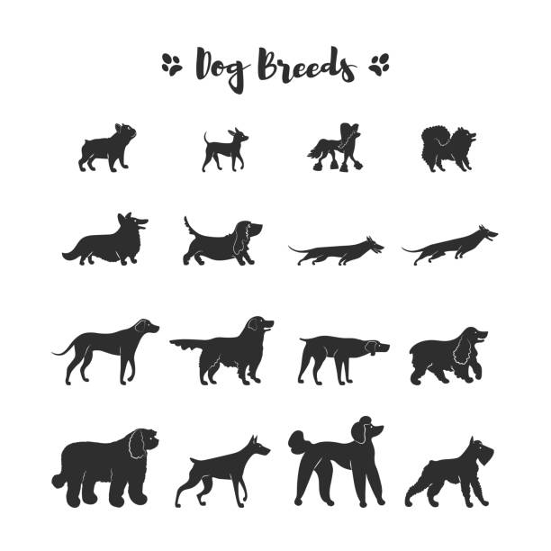 Icons of dogs: french bulldog, toy terrier, spitz, corgi, basset hound, dachshund, rhodesian ridgeback, weimaraner, retriever, spaniel, komondor, doberman, poodle, mittelschnauzer. Vector illustration. Icons of dogs: french bulldog, toy terrier, spitz, corgi, basset hound, dachshund, rhodesian ridgeback, weimaraner, retriever, spaniel, komondor, doberman, poodle, mittelschnauzer. cocker spaniel poodle mix stock illustrations