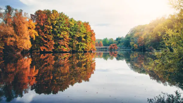 Photo of Beautiful cypress tree foliage in autumn season along pond with reflections in water with sunlight of evening sunset in France