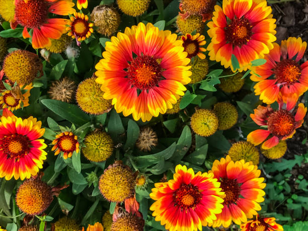 istock Paris Flores Park 1077250226
