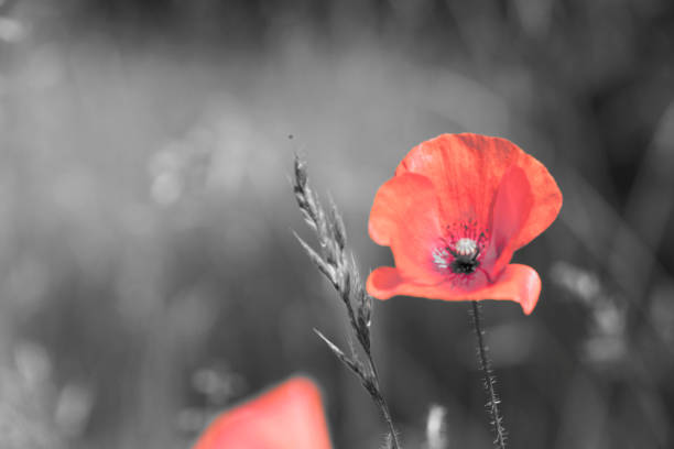 istock Red poppy flower with monochrome background on spring fresh field 1077257388